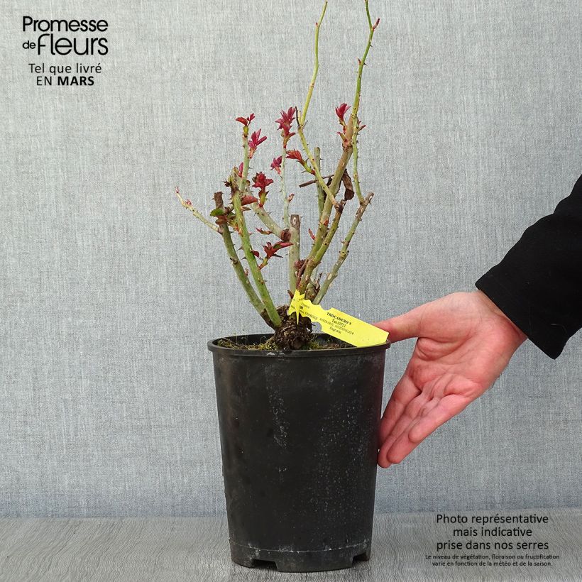 Rosa Les Années Folles Trocadéro Vaso da 4L/5L esemplare consegnato in inverno