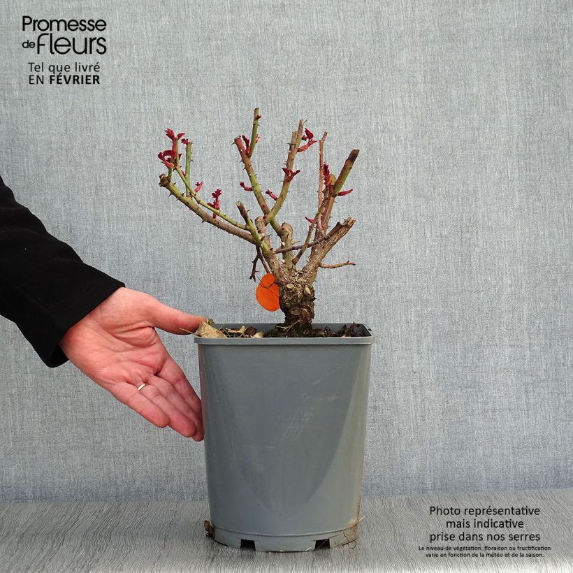 Rosa Line Renaud Vaso da 4L/5L esemplare consegnato in inverno