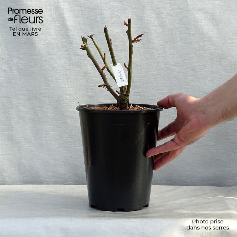 Rosa Louis de Funes Vaso da 4L/5L esemplare consegnato in primavera