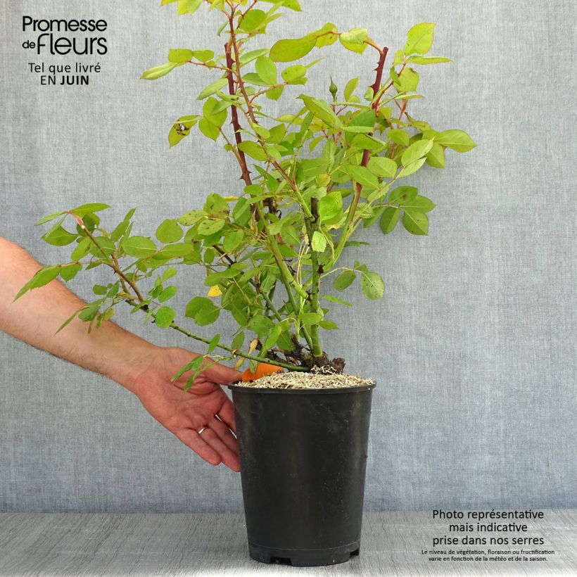 Rosa Lyon Lumières - Rose ibrida di tea Vaso da 4L/5L esemplare consegnato in primavera