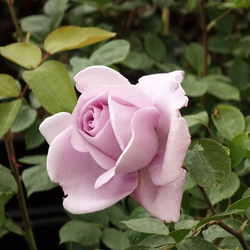 Rosa Mamy Blue - Rose ibrida di tea (Fioritura)