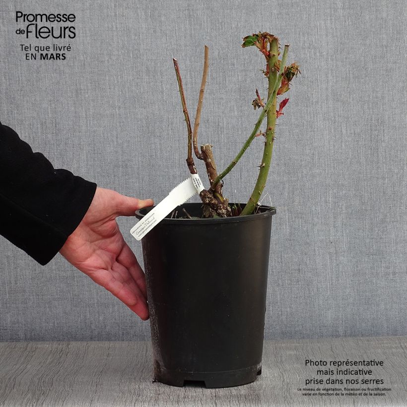 Rosa Marc Chagall - Rose ibrida di tea Vaso da 3L/4L esemplare consegnato in inverno