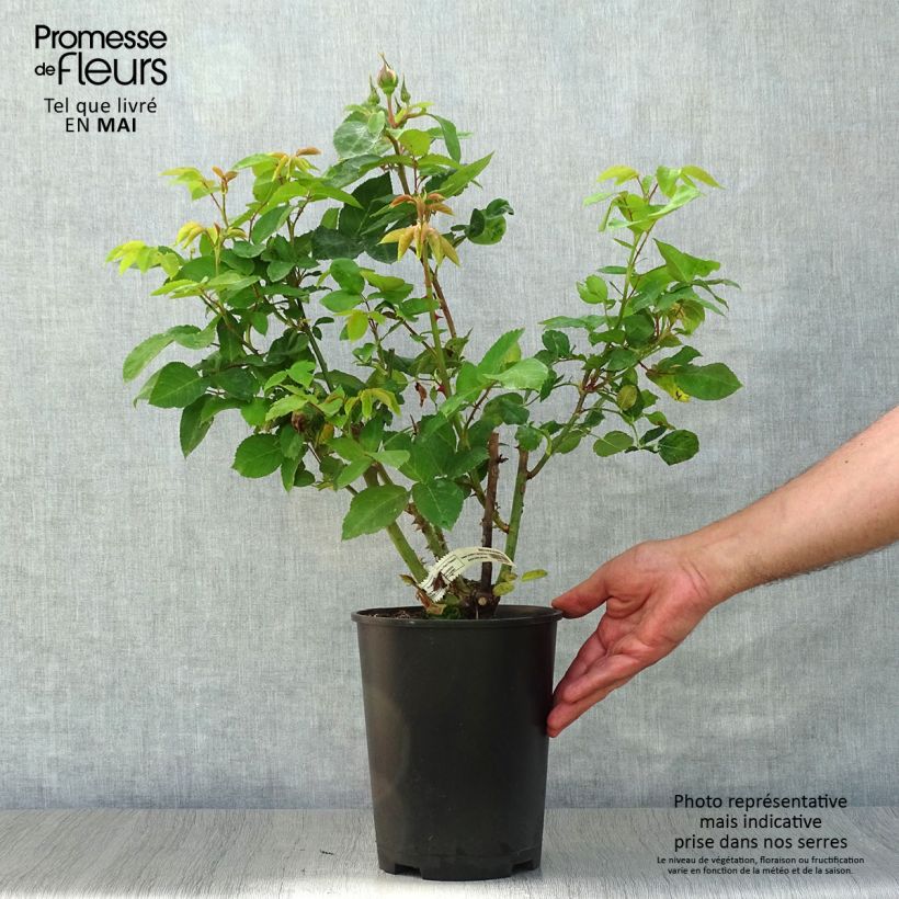 Rosa Marc Chagall - Rose ibrida di tea Vaso da 3L/4L esemplare consegnato in primavera