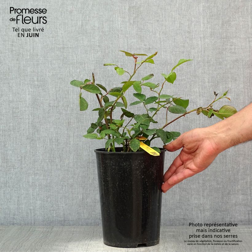 Rosa Memoire - Rose ibrida di tea Vaso da 4L/5L esemplare consegnato in primavera