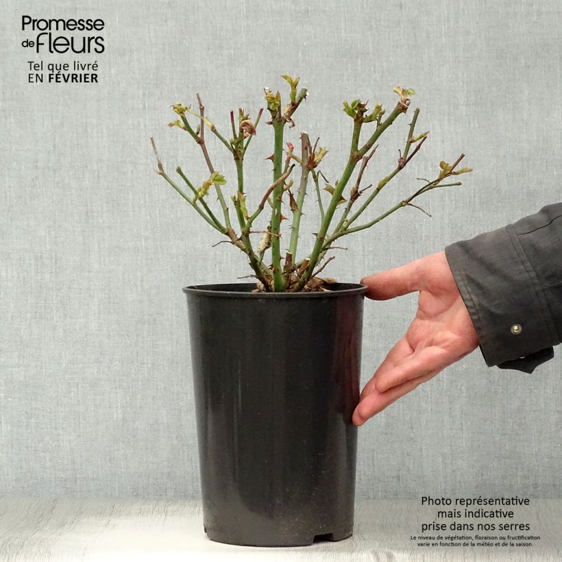 Rosa Mme A. Meilland - Rose ibrida di tea Vaso da 4L/5L esemplare consegnato in inverno