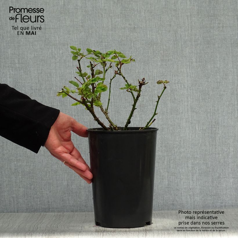 Rosa Mme A. Meilland - Rose ibrida di tea Vaso da 4L/5L esemplare consegnato in primavera