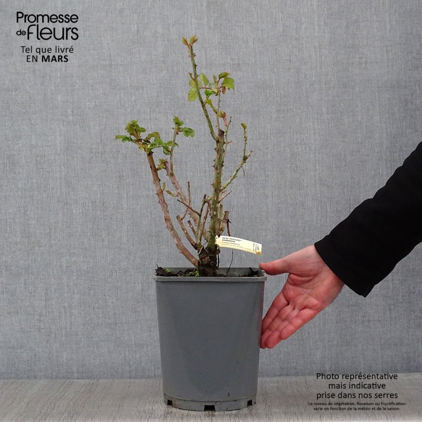 Rosa New Imagine - Rose ibrida di tea Vaso da 4L/5L esemplare consegnato in inverno