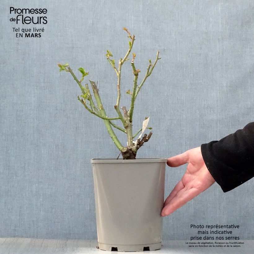 Rosa New Imagine - Rose ibrida di tea Vaso da 4L/5L esemplare consegnato in primavera