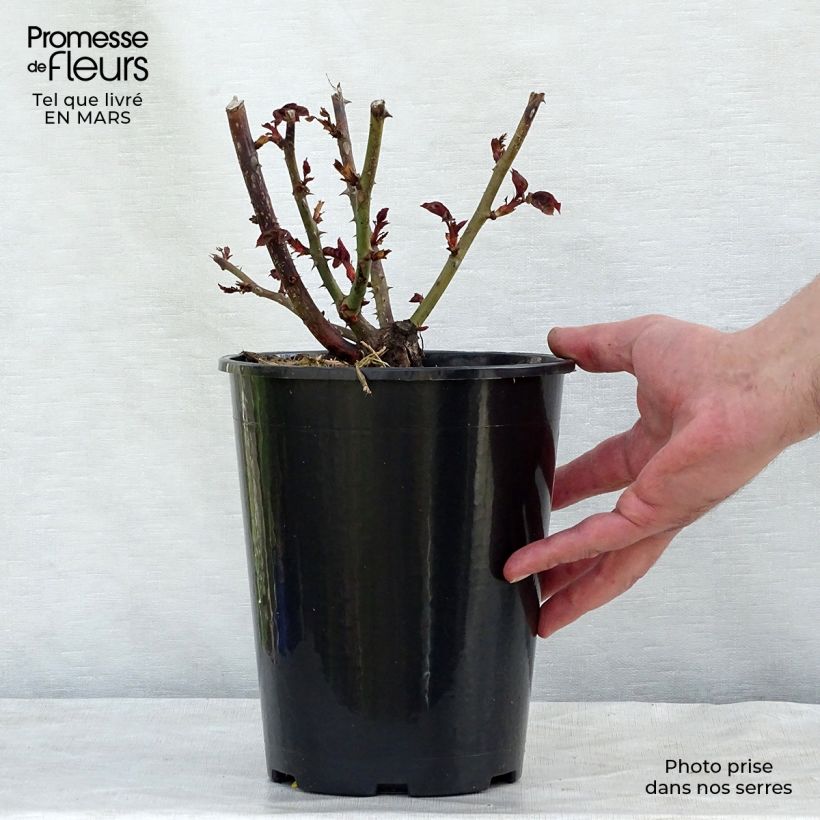 Rosa Nostalgie Vaso da 4L/5L esemplare consegnato in inverno