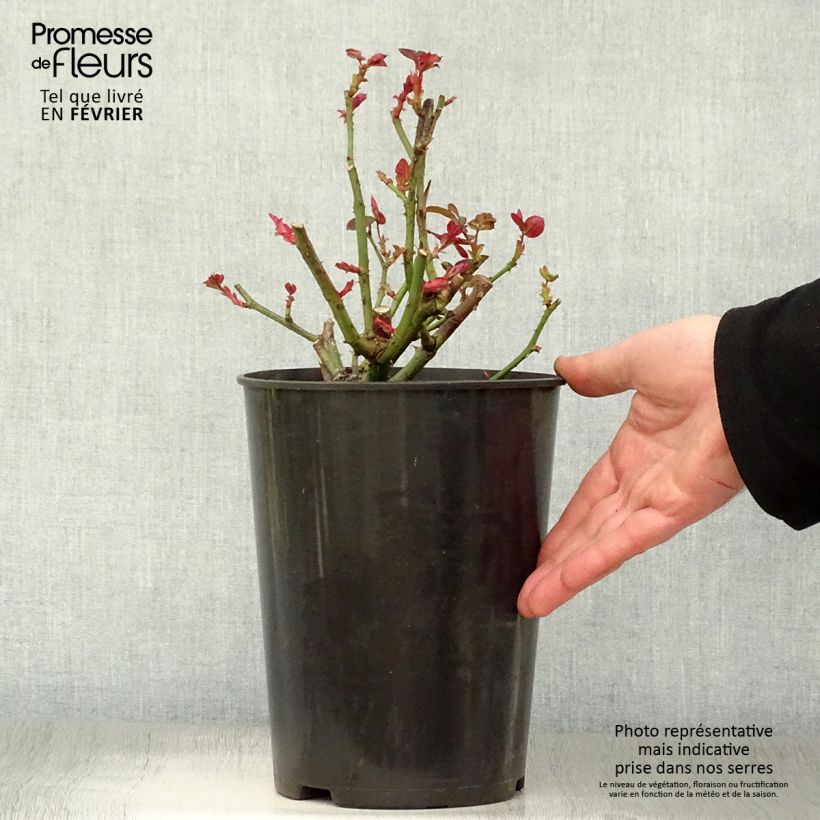 Rosa Nuage Parfumé - Rose ibrida di tea Vaso da 3L/4L esemplare consegnato in inverno