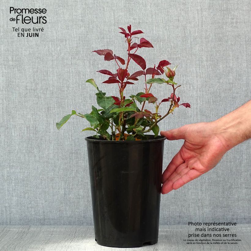 Rosa Nuage Parfumé - Rose ibrida di tea Vaso da 3L/4L esemplare consegnato in primavera