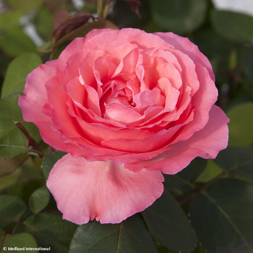 Rosa Panthere Rose - Rose ibrida di tea (Fioritura)