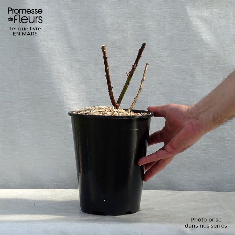 Rosa Papa Meilland - Rose ibrida di tea Vaso da 4L/5L esemplare consegnato in inverno