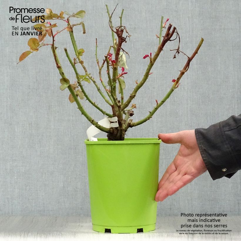 Rosa Pape Jean-Paul II - Rose ibrida di tea Vaso da 4L/5L esemplare consegnato in inverno