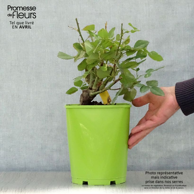 Rosa Pape Jean-Paul II - Rose ibrida di tea Vaso da 4L/5L esemplare consegnato in primavera