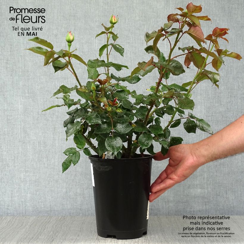 Rosa Parfum Royal - Rose ibrida di tea Vaso da 4L/5L esemplare consegnato in primavera