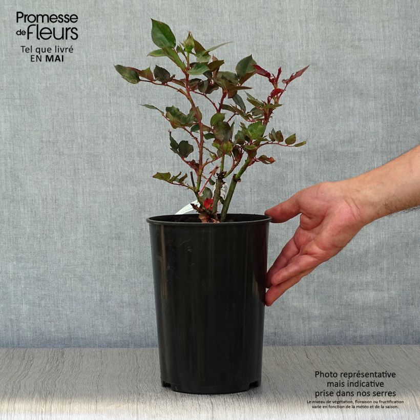 Rosa Parfum de Grasse - Rose ibrida di tea Vaso da 4L/5L esemplare consegnato in primavera