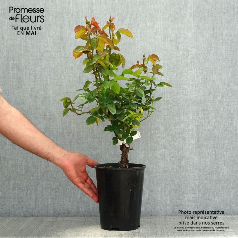 Rosa Pierre de Luxembourg Vaso da 4L/5L esemplare consegnato in primavera