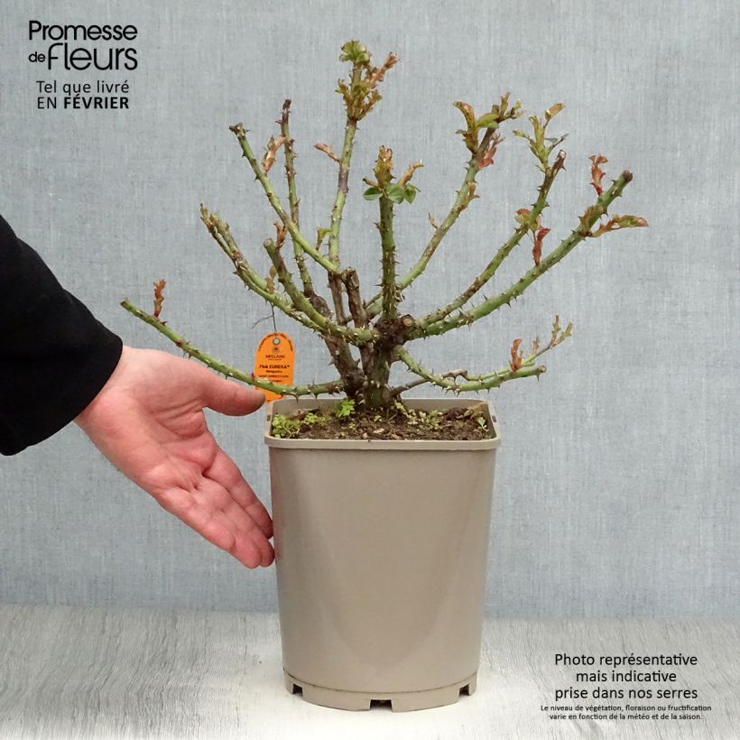 Rosa Pink Eureka - Rose ibrida di tea Vaso da 4L/5L esemplare consegnato in inverno