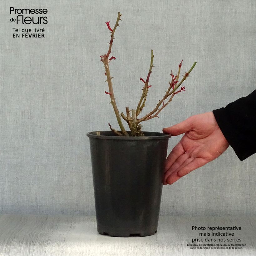 Rosa Princesse Alexandra Renaissance - Rose ibrida di tea Vaso da 4L/5L esemplare consegnato in inverno