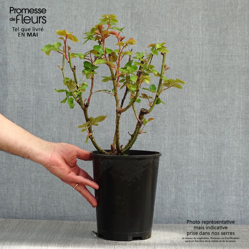 Rosa Remember Vaso da 4L/5L esemplare consegnato in primavera