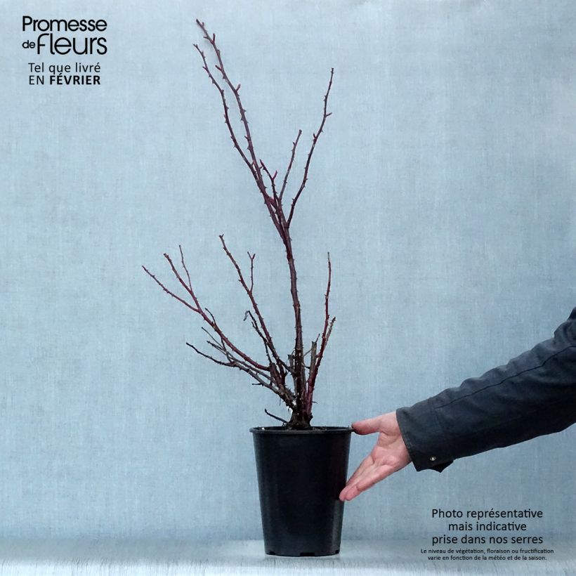 Rosa Rose Clos Vougeot - Rose ibrida di tea Vaso da 4L/5L esemplare consegnato in inverno