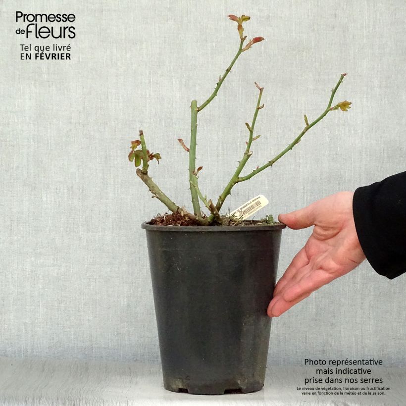 Rosa Rose Lalande de Pomerol - Rose ibrida di tea Vaso da 3L/4L esemplare consegnato in inverno