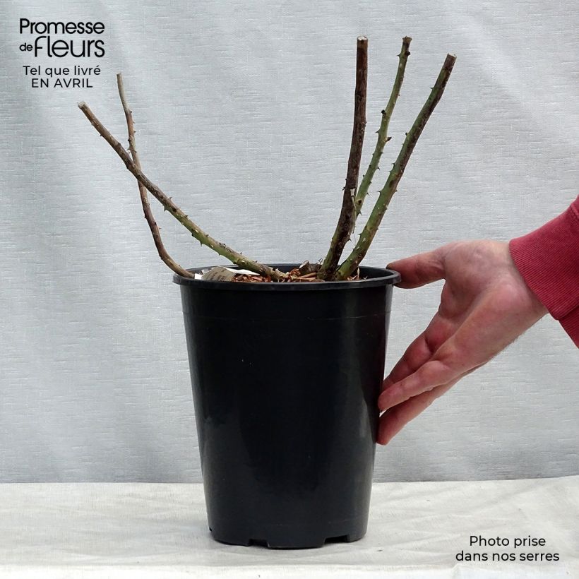 Rosa Rose Lalande de Pomerol - Rose ibrida di tea Vaso da 3L/4L esemplare consegnato in primavera