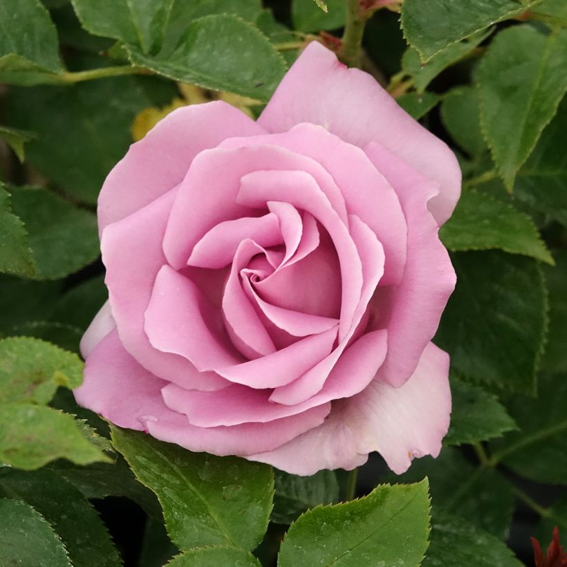 Rosa Rose Synactif by Shiseido - Rose ibrida di tea (Fioritura)
