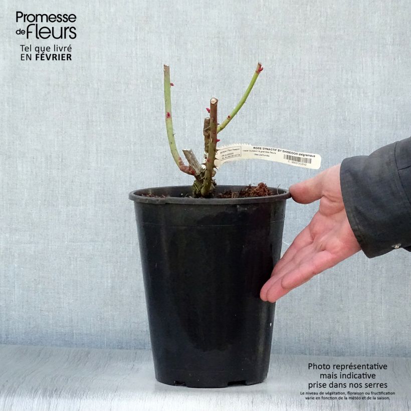 Rosa Rose Synactif by Shiseido - Rose ibrida di tea Vaso da 4L/5L esemplare consegnato in inverno
