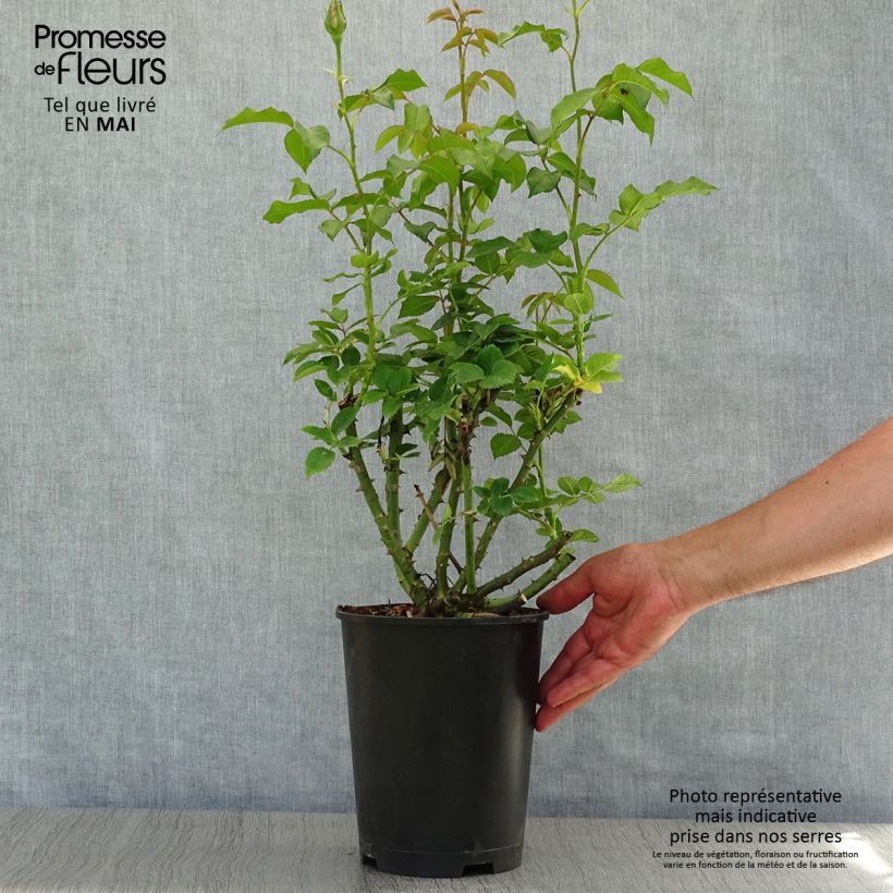 Rosa Sandrine Quétier - Rose ibrida di tea Vaso da 4L/5L esemplare consegnato in primavera