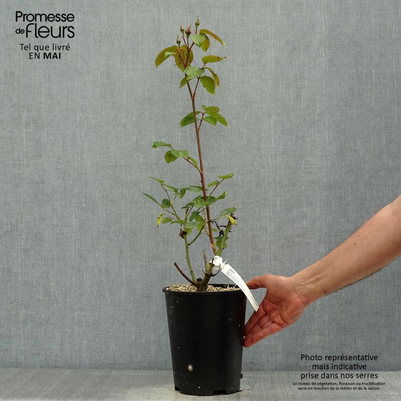 Rosa Sissi Vaso da 4L/5L esemplare consegnato in primavera