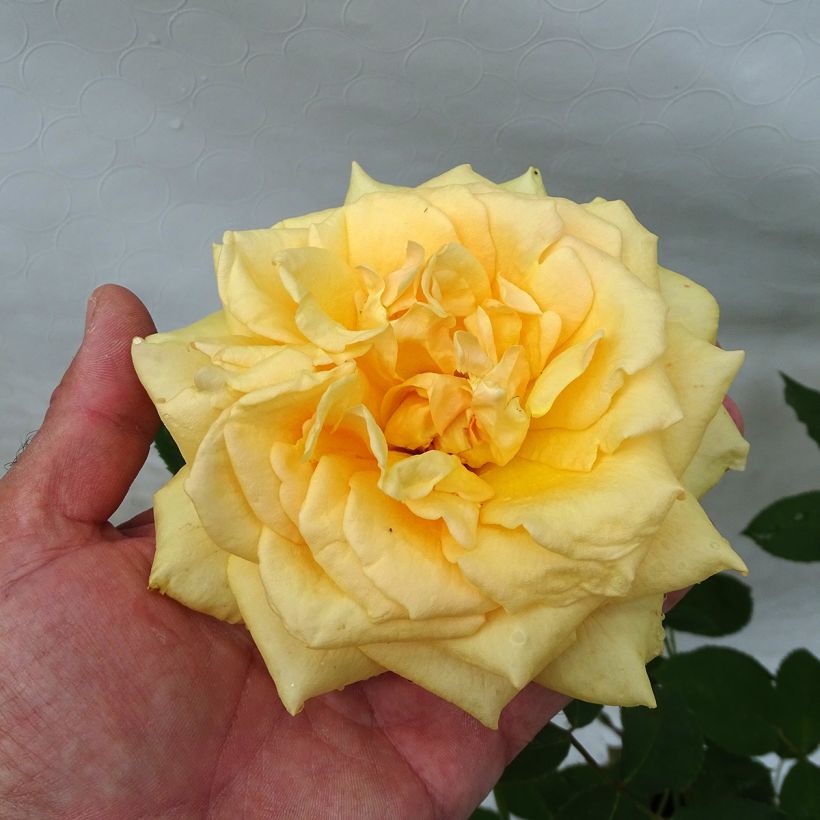 Rosa Sophia Renaissance (Fioritura)