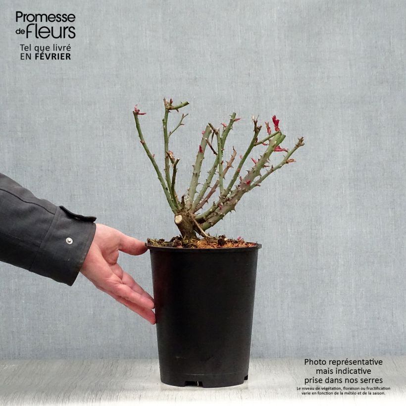 Rosa Special Anniversary - Rose ibrida di tea Vaso da 4L/5L esemplare consegnato in inverno