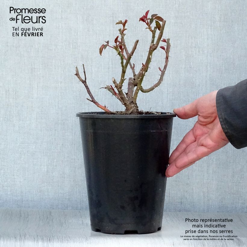 Rosa Sunny Sky - Rose ibrida di tea Vaso da 4L/5L esemplare consegnato in inverno