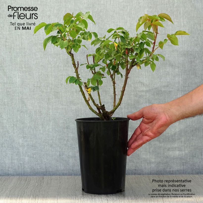 Rosa Sunny Sky - Rose ibrida di tea Vaso da 4L/5L esemplare consegnato in primavera