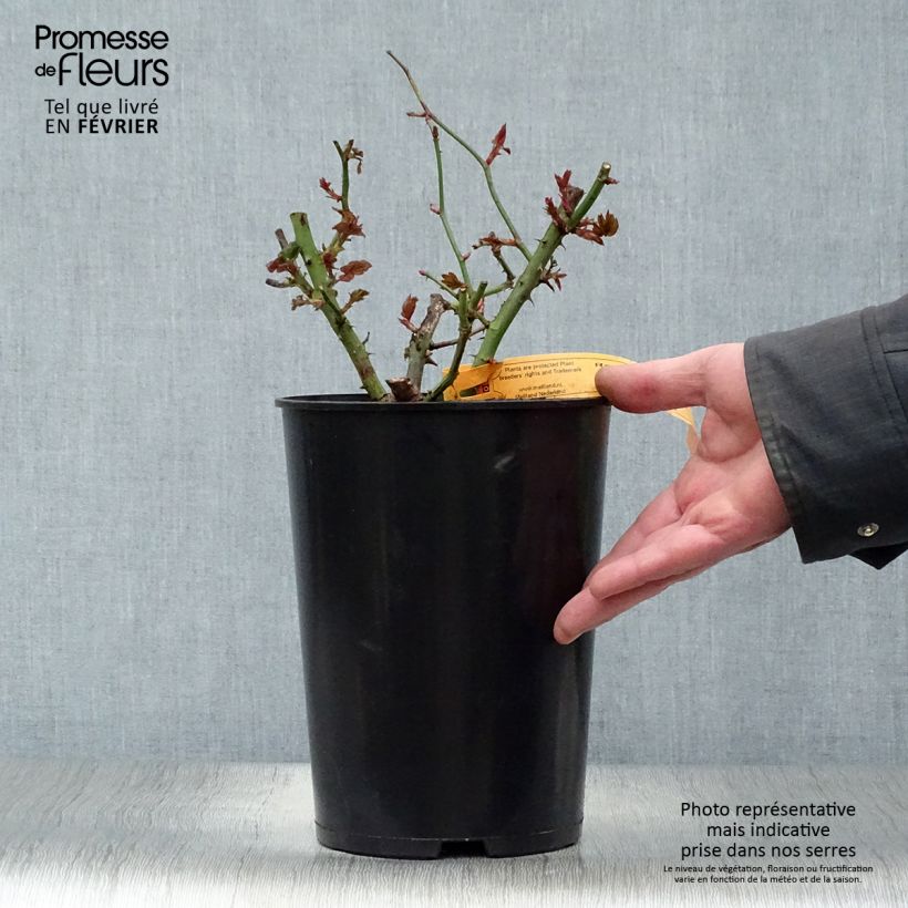 Rosa Terracotta - Rosa ibrida di tea moderna Vaso da 4L/5L esemplare consegnato in inverno