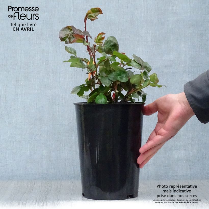 Rosa Terracotta - Rosa ibrida di tea moderna Vaso da 4L/5L esemplare consegnato in primavera