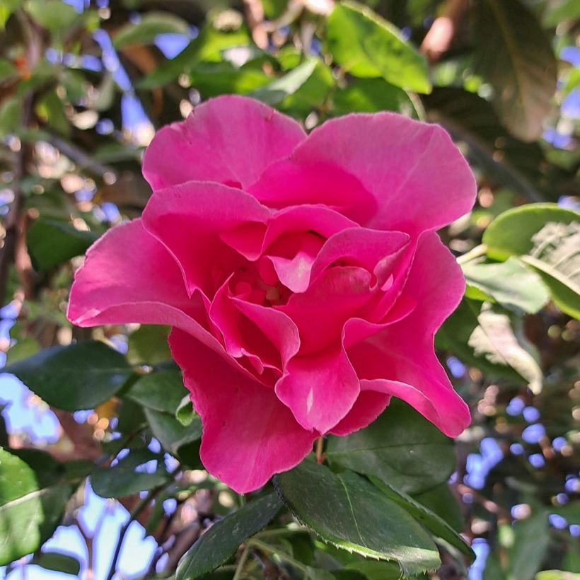 Rosa The McCartney Rose - Rose ibrida di tea (Fioritura)