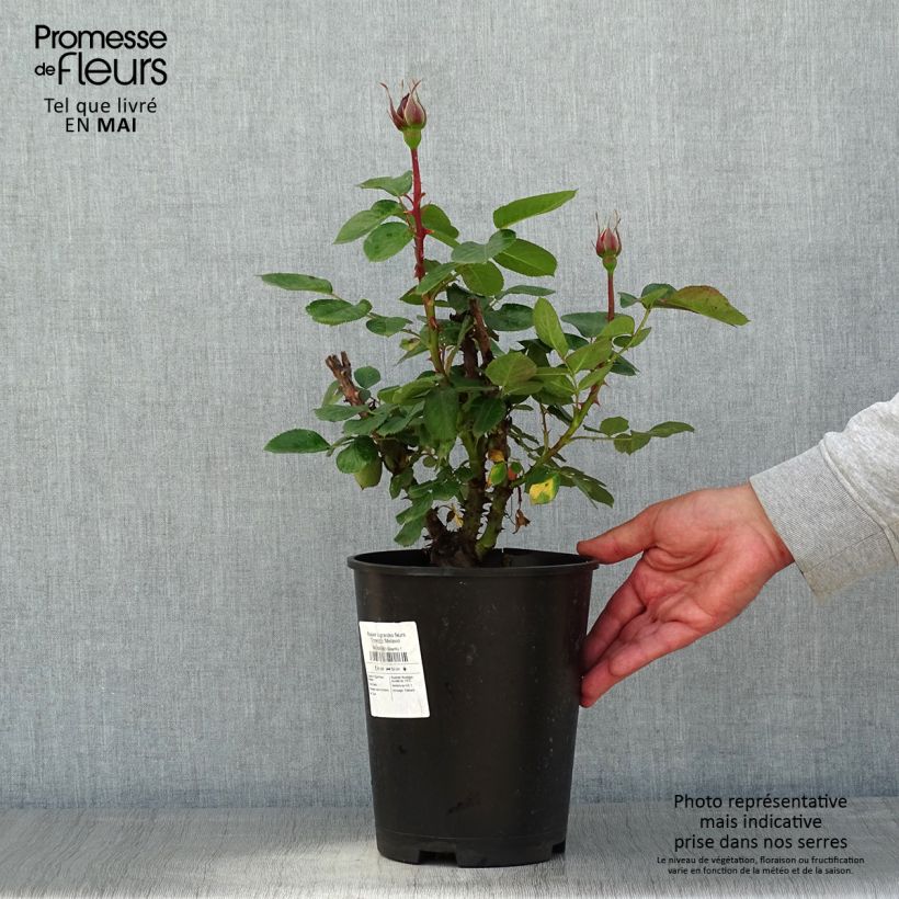Rosa Traviata - Rosa ibrida di tea moderna Vaso da 4L/5L esemplare consegnato in primavera
