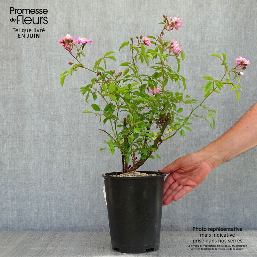 Rosa Velasquez - Rose ibrida di tea Vaso da 4L/5L esemplare consegnato in primavera