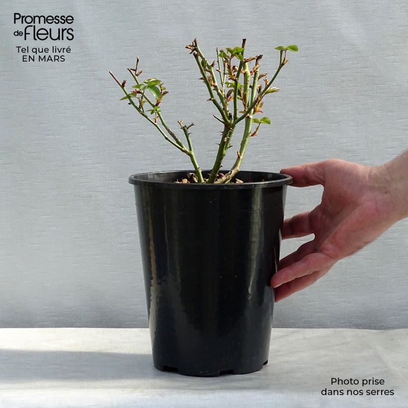Rosa Virgo Vaso da 4L/5L esemplare consegnato in primavera