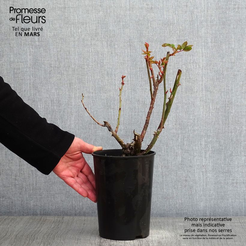 Rosa polyantha Arthur Bell Vaso da 2L/3L esemplare consegnato in inverno