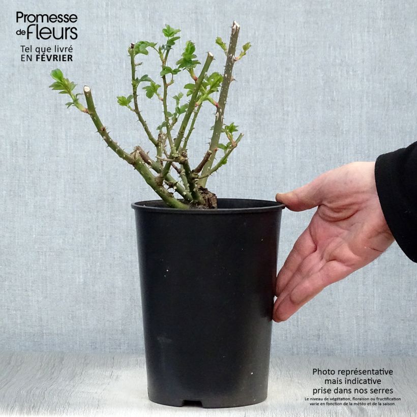 Rosa polyantha Cremosa Vaso da 2L/3L esemplare consegnato in inverno