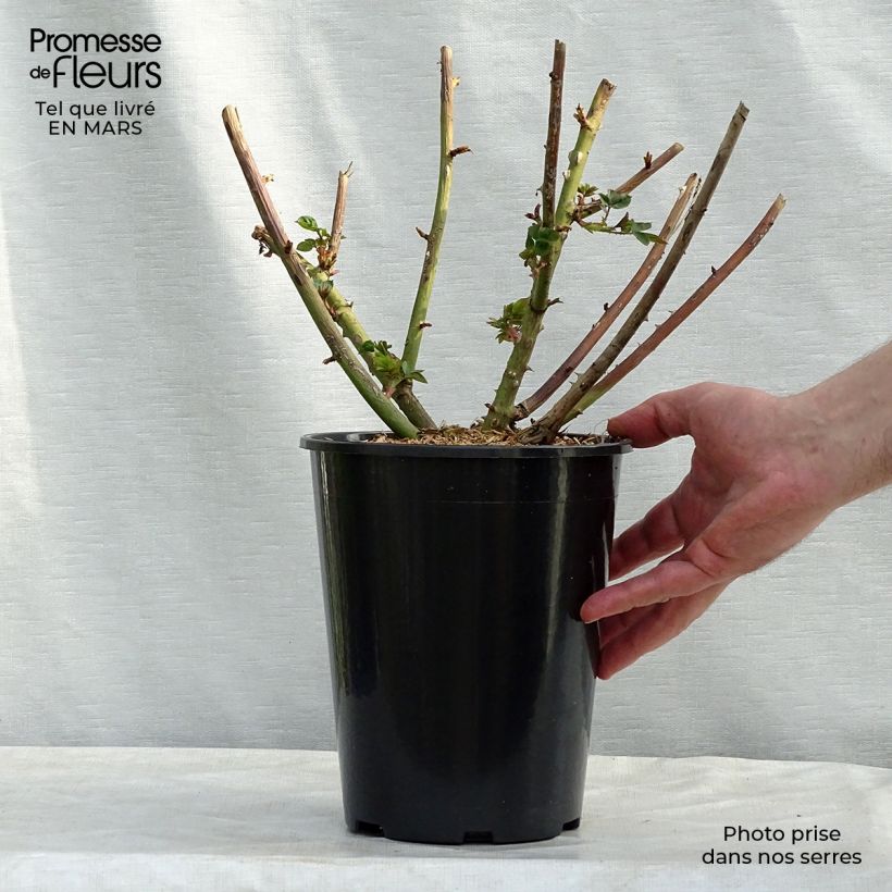 Rosai ad arbusto Eveline Wild Vaso da 4L/5L esemplare consegnato in inverno