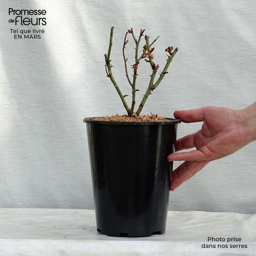 Rosai ad arbusto Nadia Zerouali Vaso da 4L/5L esemplare consegnato in inverno