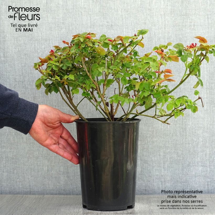 Rosa polyantha Pear Vaso da 4L/5L esemplare consegnato in primavera