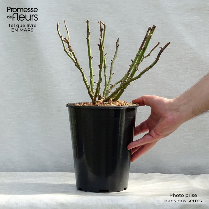 Rose a cespuglio Renée van Wegberg Vaso da 4L/5L esemplare consegnato in primavera