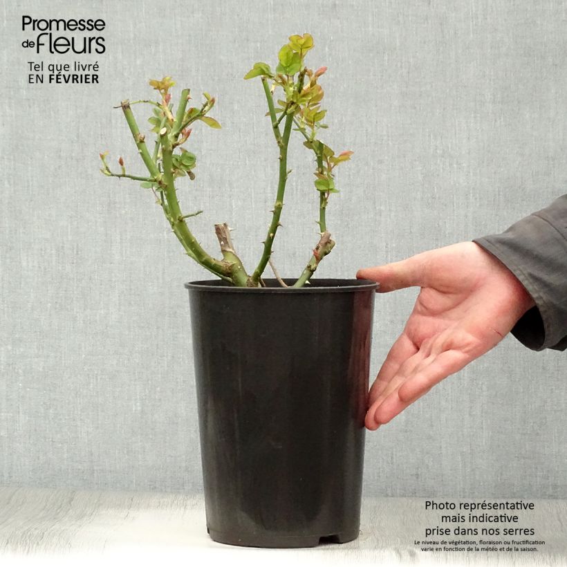 Rose a cespuglio Sophie Luise Vaso da 4L/5L esemplare consegnato in inverno