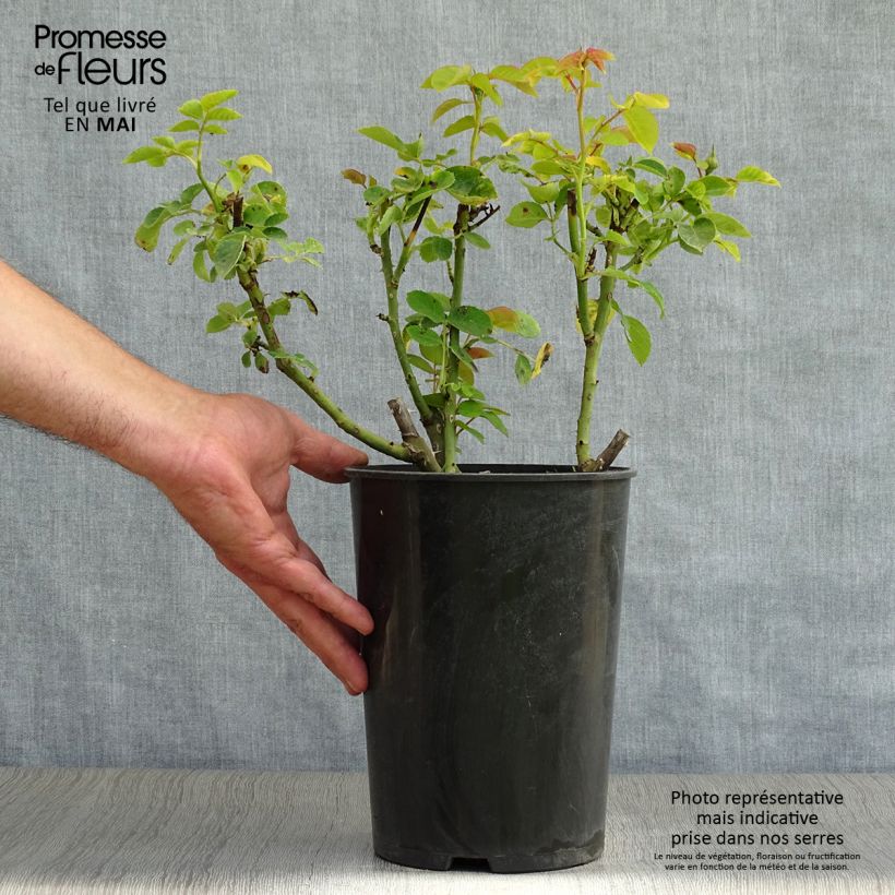 Rose a cespuglio Sophie Luise Vaso da 4L/5L esemplare consegnato in primavera